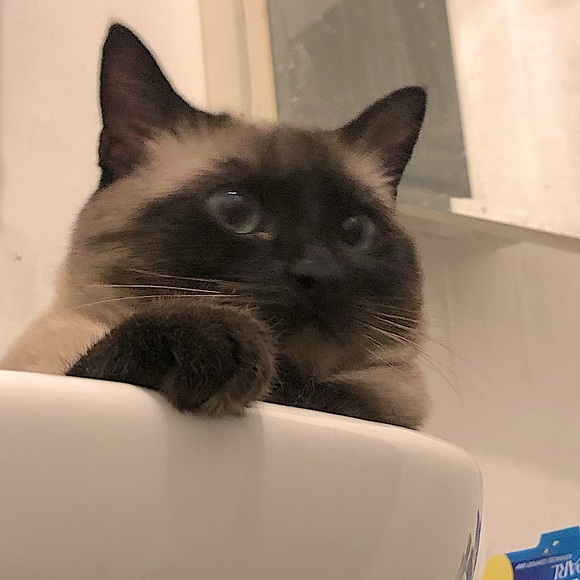 Meet your Posher, Stephanie - Picture 1 of 2